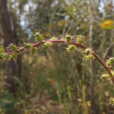 Acaena x ovina (Sheep's Burr) at Tuggeranong Hill - 17 Nov 2014 by michaelb