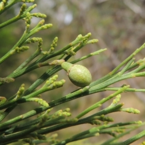 Exocarpos cupressiformis at Conder, ACT - 17 Nov 2014