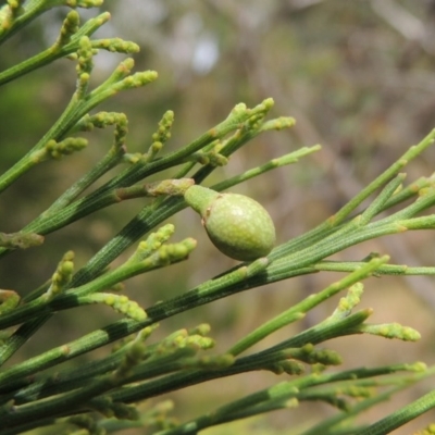 Exocarpos cupressiformis (Cherry Ballart) at Conder, ACT - 17 Nov 2014 by MichaelBedingfield