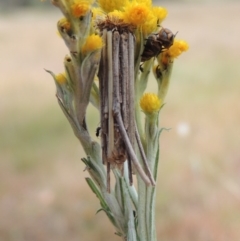 Chrysocephalum semipapposum (Clustered Everlasting) at Tuggeranong Hill - 17 Nov 2014 by michaelb