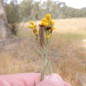 Chrysocephalum semipapposum at Conder, ACT - 17 Nov 2014