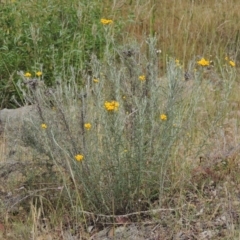 Chrysocephalum semipapposum (Clustered Everlasting) at Conder, ACT - 17 Nov 2014 by michaelb