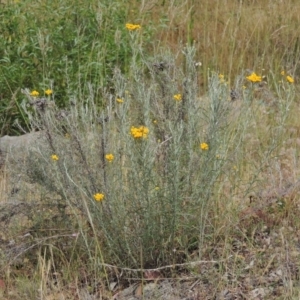 Chrysocephalum semipapposum at Conder, ACT - 17 Nov 2014