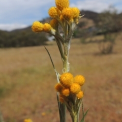 Chrysocephalum semipapposum (Clustered Everlasting) at Conder, ACT - 17 Nov 2014 by michaelb