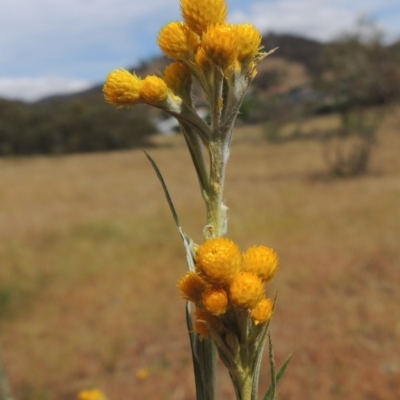 Chrysocephalum semipapposum (Clustered Everlasting) at Conder, ACT - 17 Nov 2014 by MichaelBedingfield