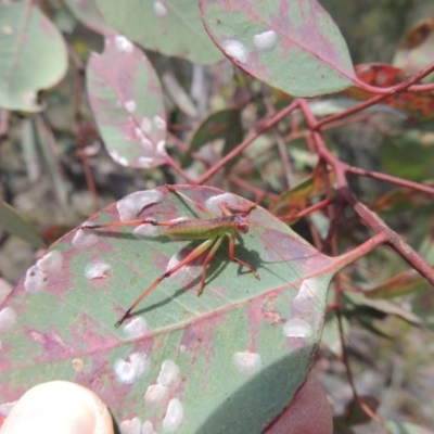 Eucalyptus blakelyi (Blakely's Red Gum) at Conder, ACT - 17 Nov 2014 by MichaelBedingfield