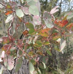 Eucalyptus blakelyi at Conder, ACT - 17 Nov 2014