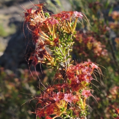 Calytrix tetragona (Common Fringe-myrtle) at Greenway, ACT - 19 Nov 2014 by MichaelBedingfield