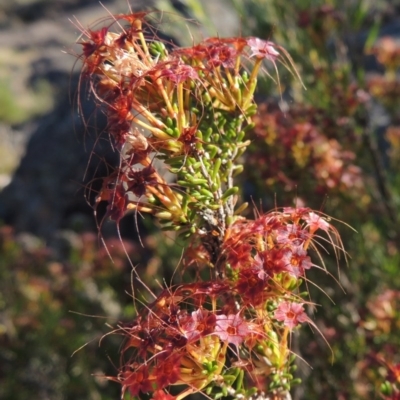 Calytrix tetragona (Common Fringe-myrtle) at Greenway, ACT - 19 Nov 2014 by michaelb