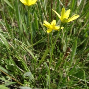 Hypoxis hygrometrica var. villosisepala at Farrer Ridge - 15 Dec 2014 02:41 PM