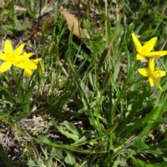 Hypoxis hygrometrica var. villosisepala at Farrer Ridge - 15 Dec 2014 02:41 PM