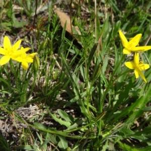 Hypoxis hygrometrica var. villosisepala at Farrer Ridge - 15 Dec 2014 02:41 PM