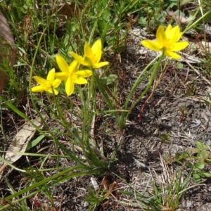 Hypoxis hygrometrica var. villosisepala at Farrer Ridge - 15 Dec 2014 02:41 PM