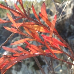 Acacia rubida (Red-leaved Wattle) at Greenway, ACT - 19 Nov 2014 by michaelb