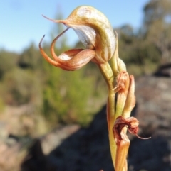 Oligochaetochilus hamatus (Southern Hooked Rustyhood) at Greenway, ACT - 19 Nov 2014 by michaelb