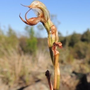 Oligochaetochilus hamatus at Greenway, ACT - suppressed