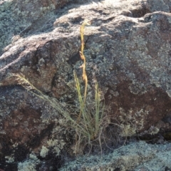 Oligochaetochilus hamatus at Greenway, ACT - 19 Nov 2014