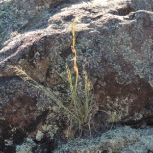 Oligochaetochilus hamatus at Greenway, ACT - suppressed