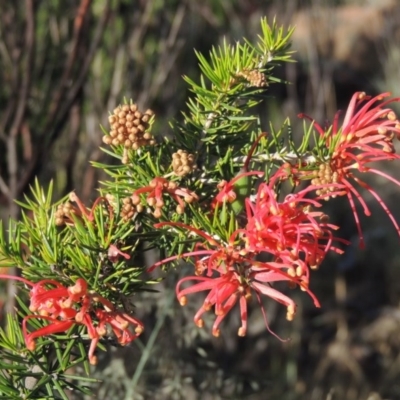 Grevillea juniperina (Grevillea) at Greenway, ACT - 19 Nov 2014 by michaelb