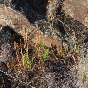 Oligochaetochilus hamatus at Greenway, ACT - suppressed