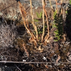 Oligochaetochilus hamatus at Greenway, ACT - suppressed