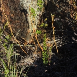 Oligochaetochilus hamatus at Greenway, ACT - 19 Nov 2014