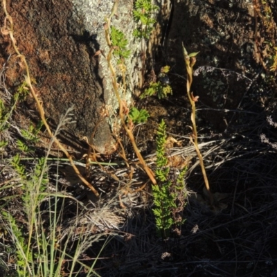 Oligochaetochilus hamatus (Southern Hooked Rustyhood) at Pine Island to Point Hut - 19 Nov 2014 by michaelb