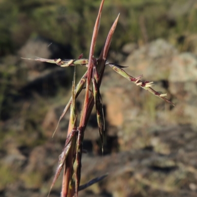 Cymbopogon refractus (Barbed-wire Grass) at Greenway, ACT - 19 Nov 2014 by MichaelBedingfield