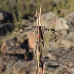 Cymbopogon refractus at Greenway, ACT - 19 Nov 2014