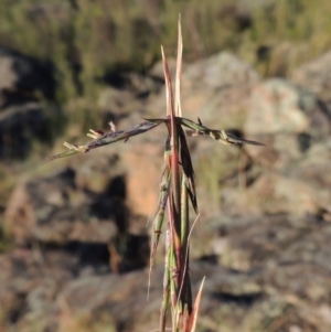 Cymbopogon refractus at Greenway, ACT - 19 Nov 2014 06:39 PM