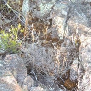 Oligochaetochilus hamatus at Greenway, ACT - 19 Nov 2014