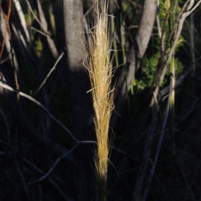 Austrostipa densiflora (Foxtail Speargrass) at Greenway, ACT - 19 Nov 2014 by michaelb