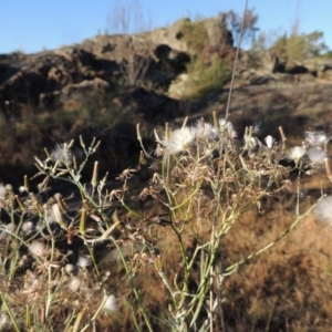 Senecio quadridentatus at Greenway, ACT - 19 Nov 2014