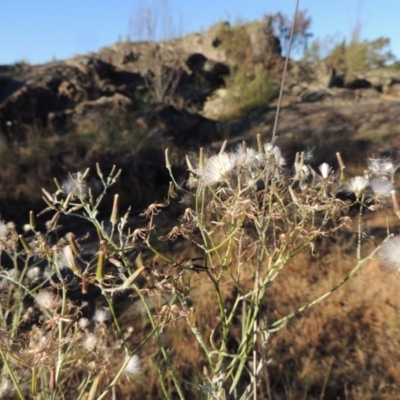 Senecio quadridentatus (Cotton Fireweed) at Greenway, ACT - 19 Nov 2014 by MichaelBedingfield