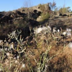 Senecio quadridentatus (Cotton Fireweed) at Greenway, ACT - 19 Nov 2014 by michaelb