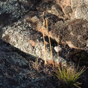 Oligochaetochilus hamatus at Greenway, ACT - 19 Nov 2014