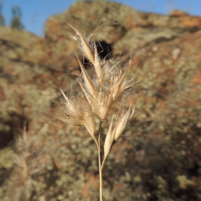 Rytidosperma sp. (Wallaby Grass) at Greenway, ACT - 19 Nov 2014 by michaelb