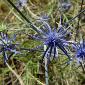 Eryngium ovinum at Farrer, ACT - 17 Dec 2014 09:02 AM