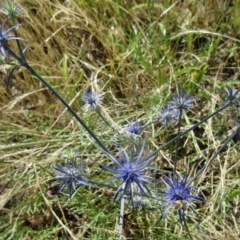 Eryngium ovinum at Farrer, ACT - 17 Dec 2014 09:02 AM