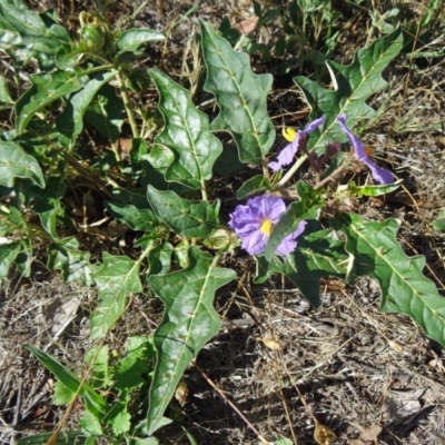 Solanum cinereum (Narrawa Burr) at Farrer, ACT - 16 Dec 2014 by galah681