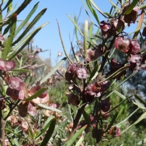 Dodonaea viscosa at Farrer, ACT - 17 Dec 2014