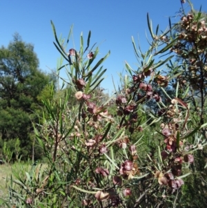 Dodonaea viscosa at Farrer, ACT - 17 Dec 2014