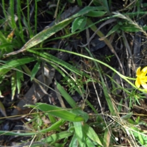 Hypoxis hygrometrica var. villosisepala at Farrer, ACT - 17 Dec 2014 09:00 AM