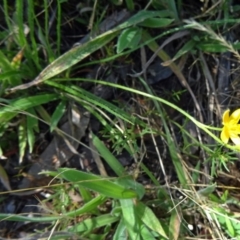 Hypoxis hygrometrica var. villosisepala (Golden Weather-grass) at Farrer Ridge - 16 Dec 2014 by galah681