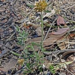 Euchiton sphaericus (Star Cudweed) at Farrer Ridge - 16 Dec 2014 by galah681