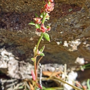 Gonocarpus tetragynus at Farrer, ACT - 17 Dec 2014