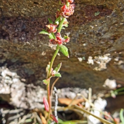 Gonocarpus tetragynus (Common Raspwort) at Farrer, ACT - 17 Dec 2014 by galah681