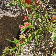 Gonocarpus tetragynus at Farrer, ACT - 17 Dec 2014 09:28 AM