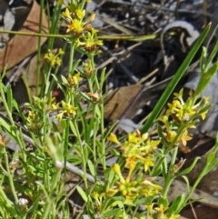 Pimelea curviflora (Curved Rice-flower) at Farrer, ACT - 17 Dec 2014 by galah681