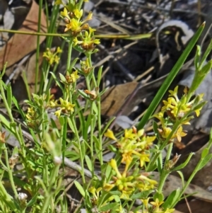 Pimelea curviflora at Farrer, ACT - 17 Dec 2014 09:30 AM